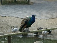 SONY DSC